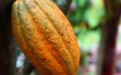 Exploitation and Extraction: How Armed Groups are Fueling Modern Slavery in DRC’s Cocoa Sector