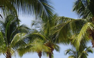 Caribbean Anti-Trafficking Conference: One Year of CCATIP, 25 Years of the Palermo Protocol